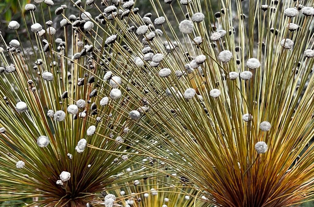 DNA ambiental pode nos ajudar a entender o papel das queimadas na diversidade de vertebrados no Cerrado