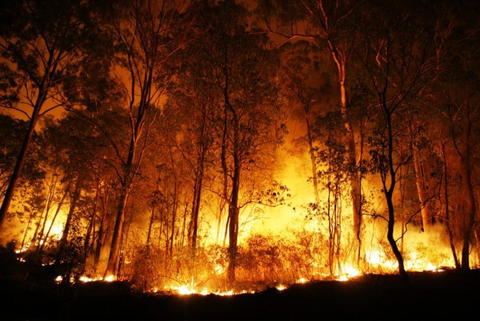 O TIPO DE FLORESTA MODULA A RESPOSTA DOS MAMÍFEROS A MEGAINCÊNDIOS